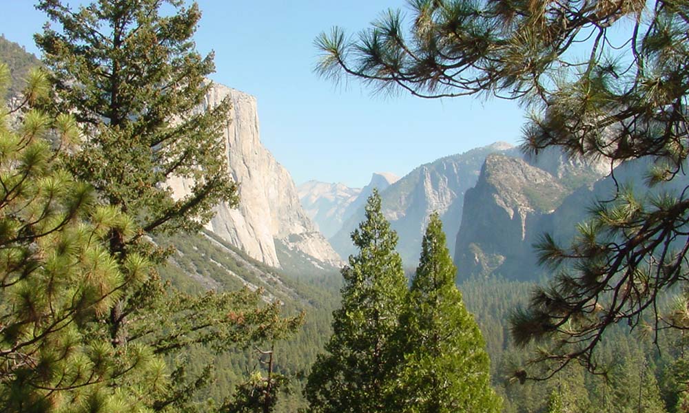 Yosemite National Park/Yosemite,CA/Apple Blossom